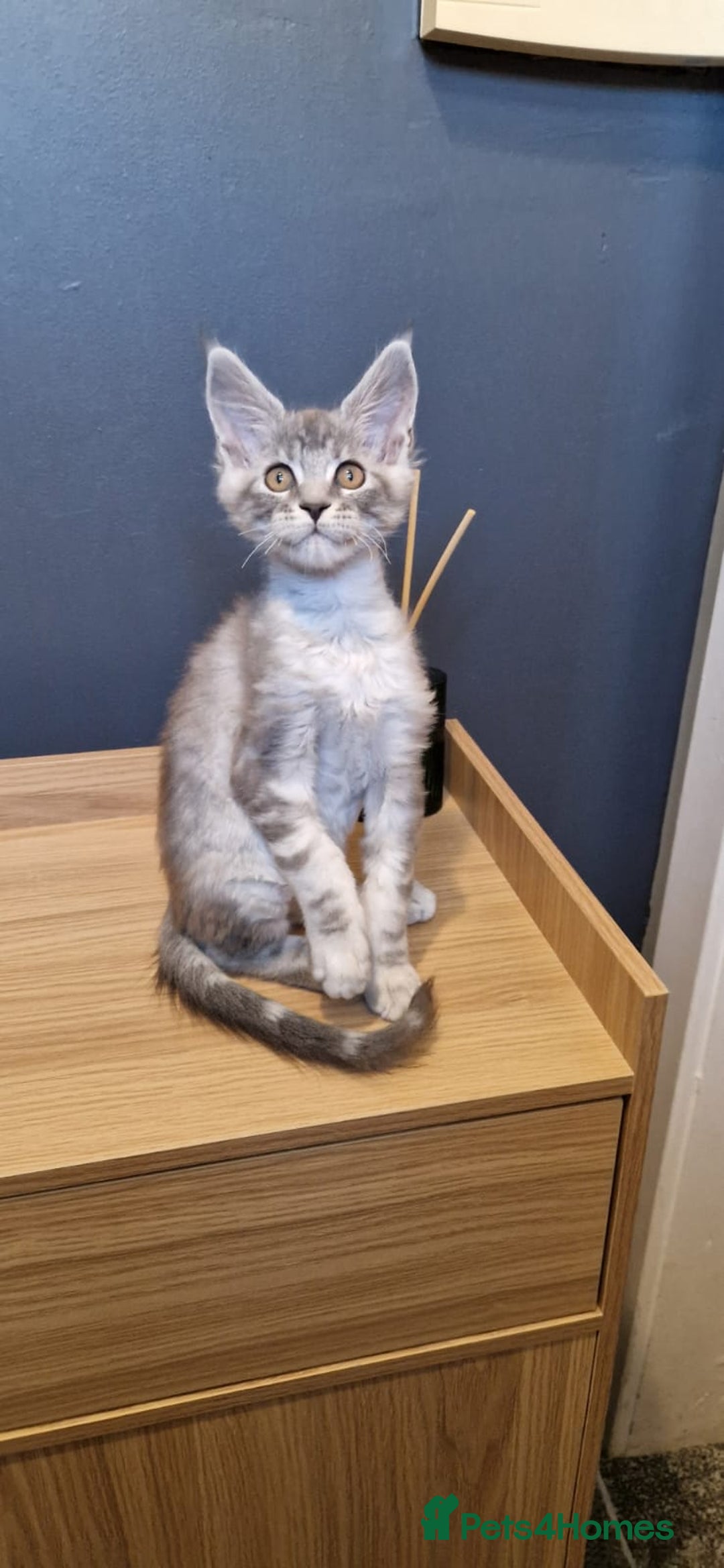 Maine Coon cats for sale: * READY NOW * Beautiful GCCF Mainecoon kittens  - Image 5