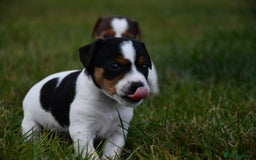 Jack Russell dogs for sale: Jack Russel puppies for sale  - Image 3