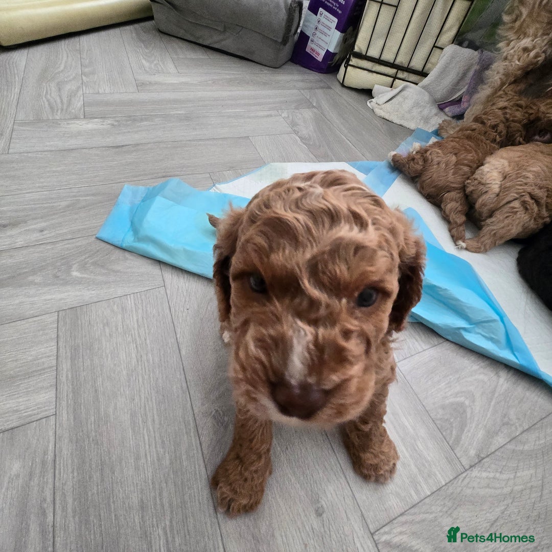 Cavapoo dogs for sale: Teddy bear cavapoo  - Advert 26