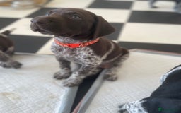German Shorthaired Pointer dogs for sale: German Shorthaired Pointer Puppies - Image 7