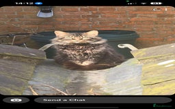 Maine Coon cats for sale: Beautiful Maine coone/bengal - Image 4