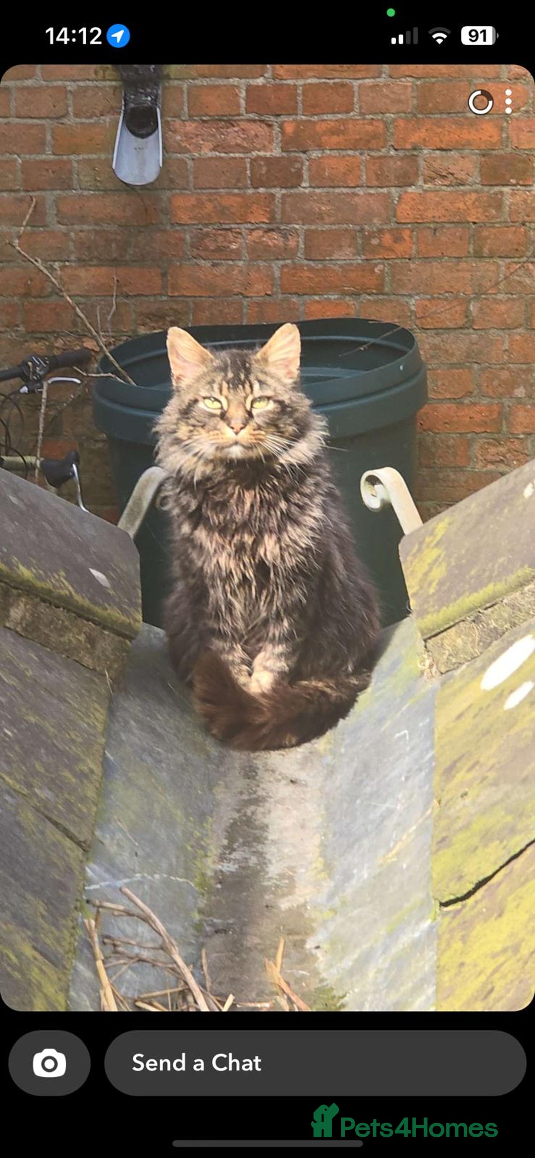 Maine Coon cats for sale: Beautiful Maine coone/bengal - Image 4