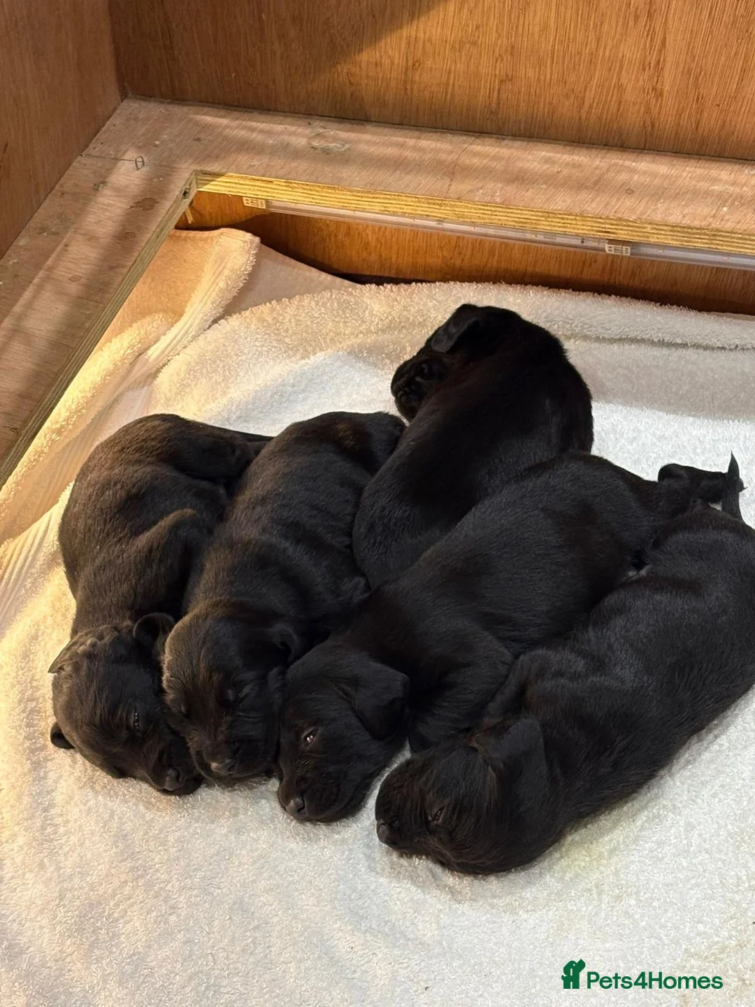 Cockerdor dogs for sale: 6 week old cockerdor puppies  - Advert 8