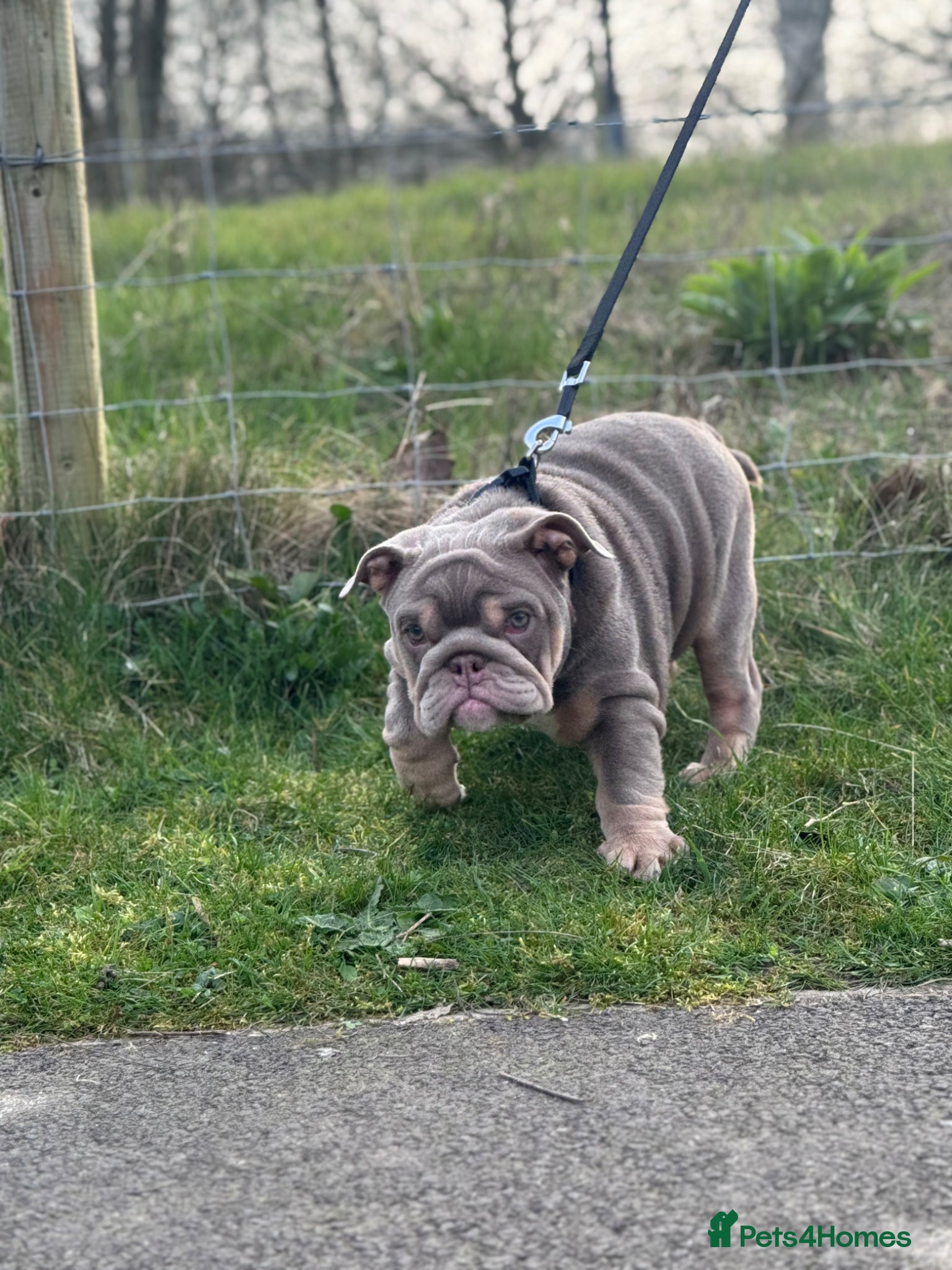 English Bulldog dogs Mr GILL - Advert 1