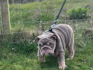 English Bulldog dogs Mr GILL - Advert 1