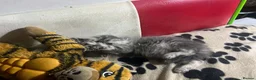 Maine Coon cats for sale: Maine coon pure American kittens - Advert 10