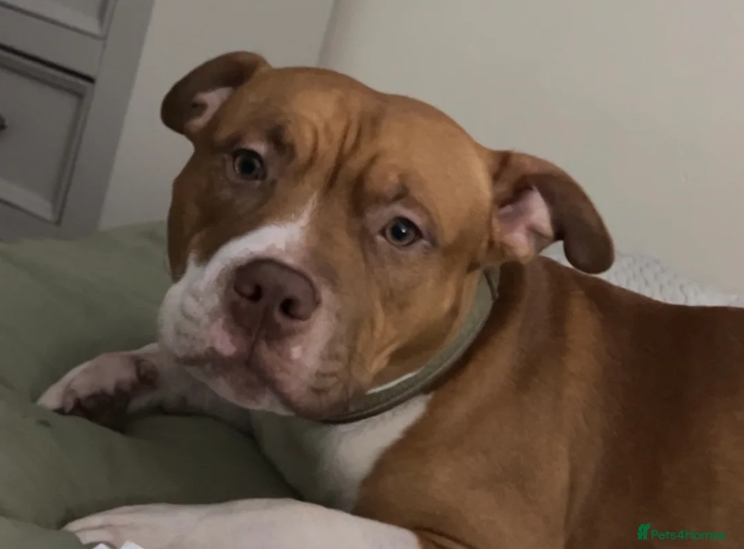 American Bull Staffy dogs for stud: Red American Staffy for stud in Stoke-on-Trent - Advert 1