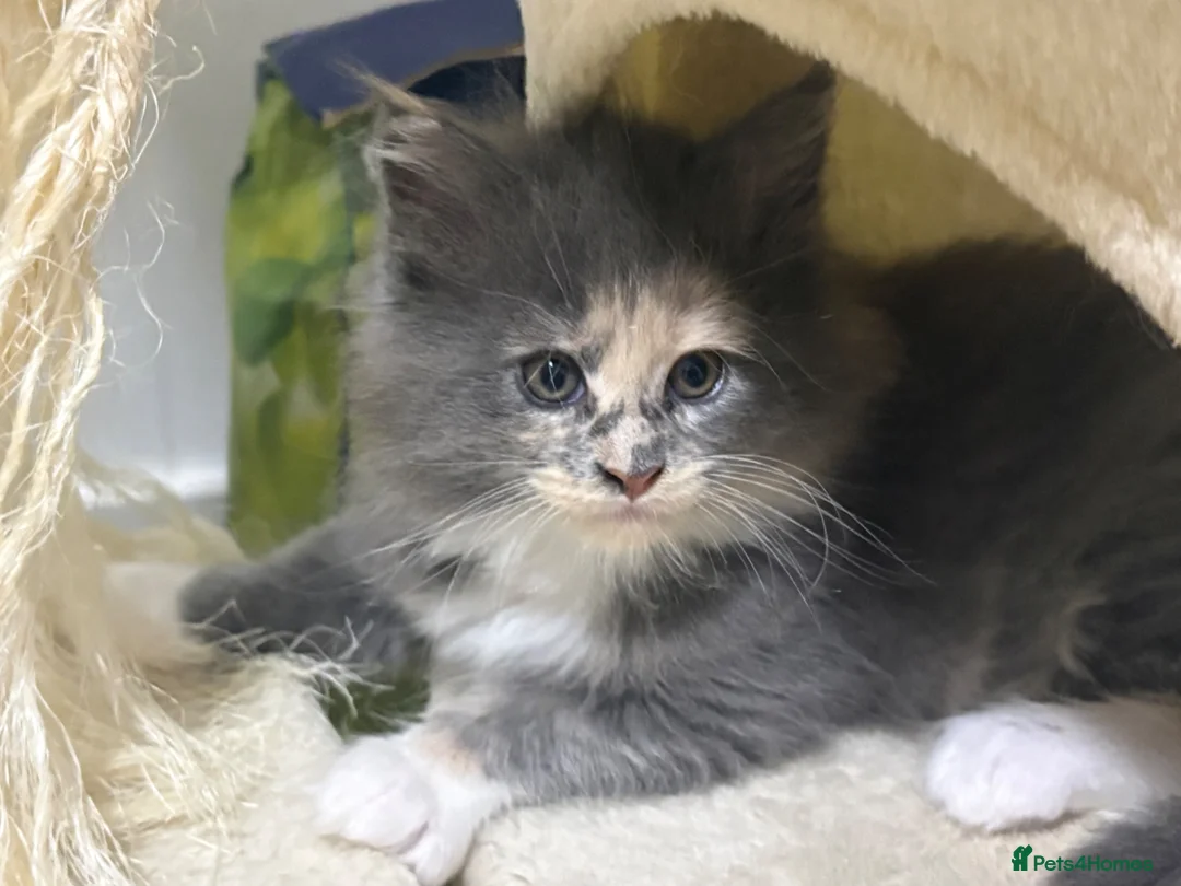 Maine Coon cats for sale: Beautiful full Maine Coon kittens  - Advert 11