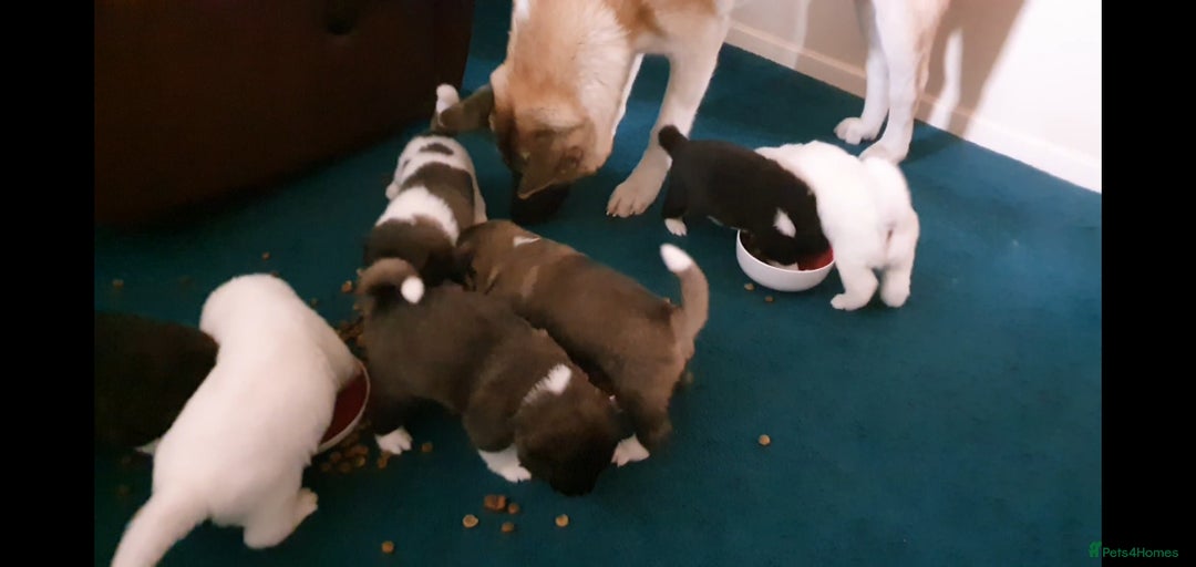 Akita dogs for sale: 7 absolutely gorgeous American Akita pups - Image 6