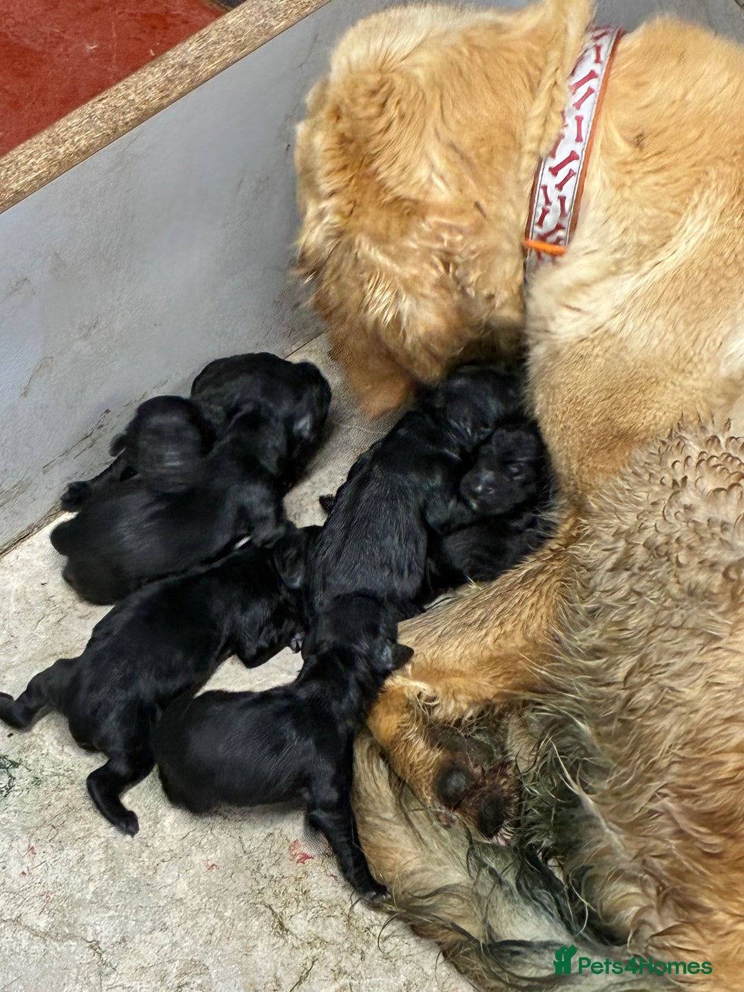 Mixed Breed dogs for sale: Golden retriever / border terrior mix  - Image 7