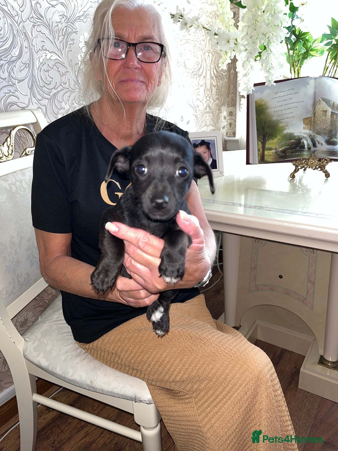 Jack Russell dogs for sale: Puppy looking for their new home  - Image 6