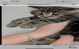 Maine Coon cats for sale: Handsome boy Maine coone  - Image 2
