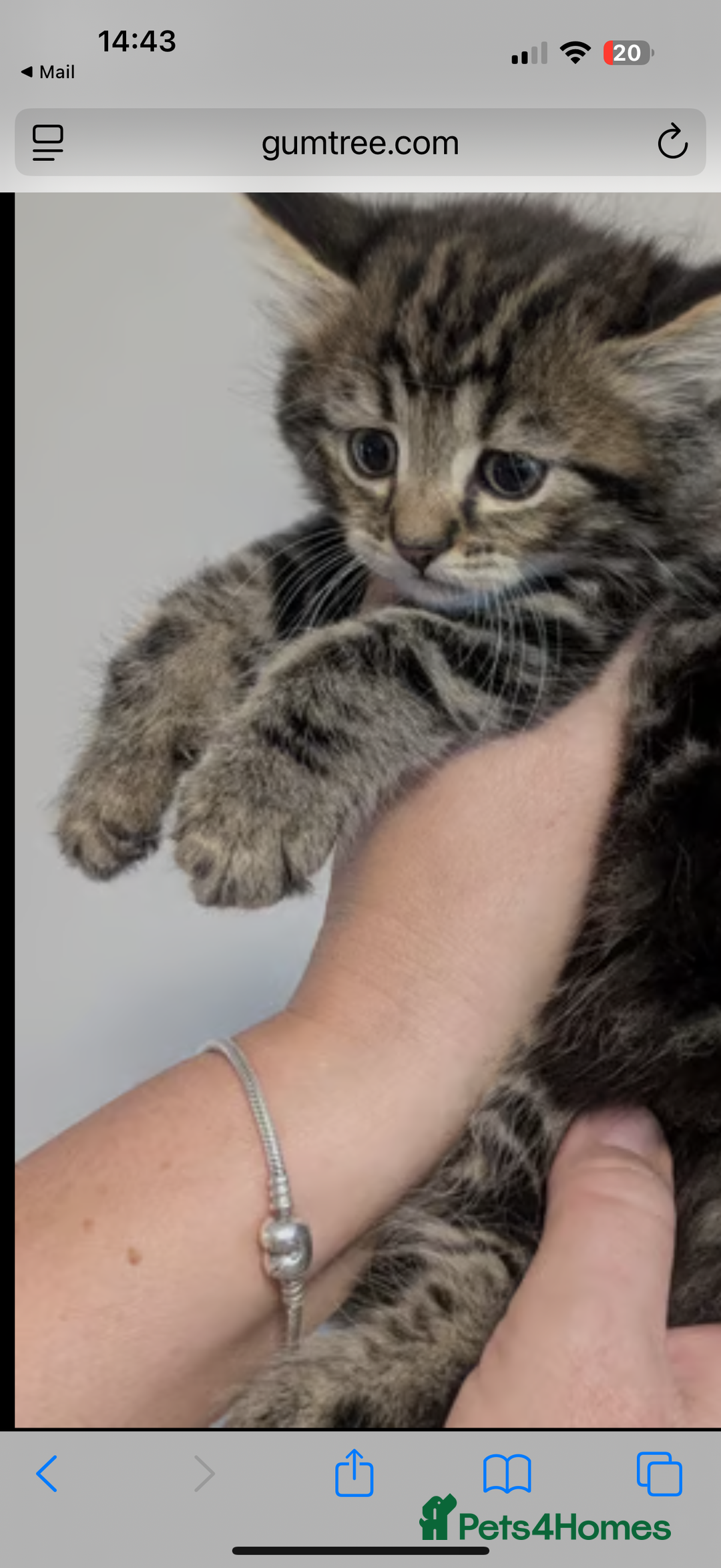 Maine Coon cats for sale: Handsome boy Maine coone  - Image 2