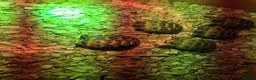 Tortoise reptiles for sale: Baby horsefield tortoises full setup available  - Advert 5