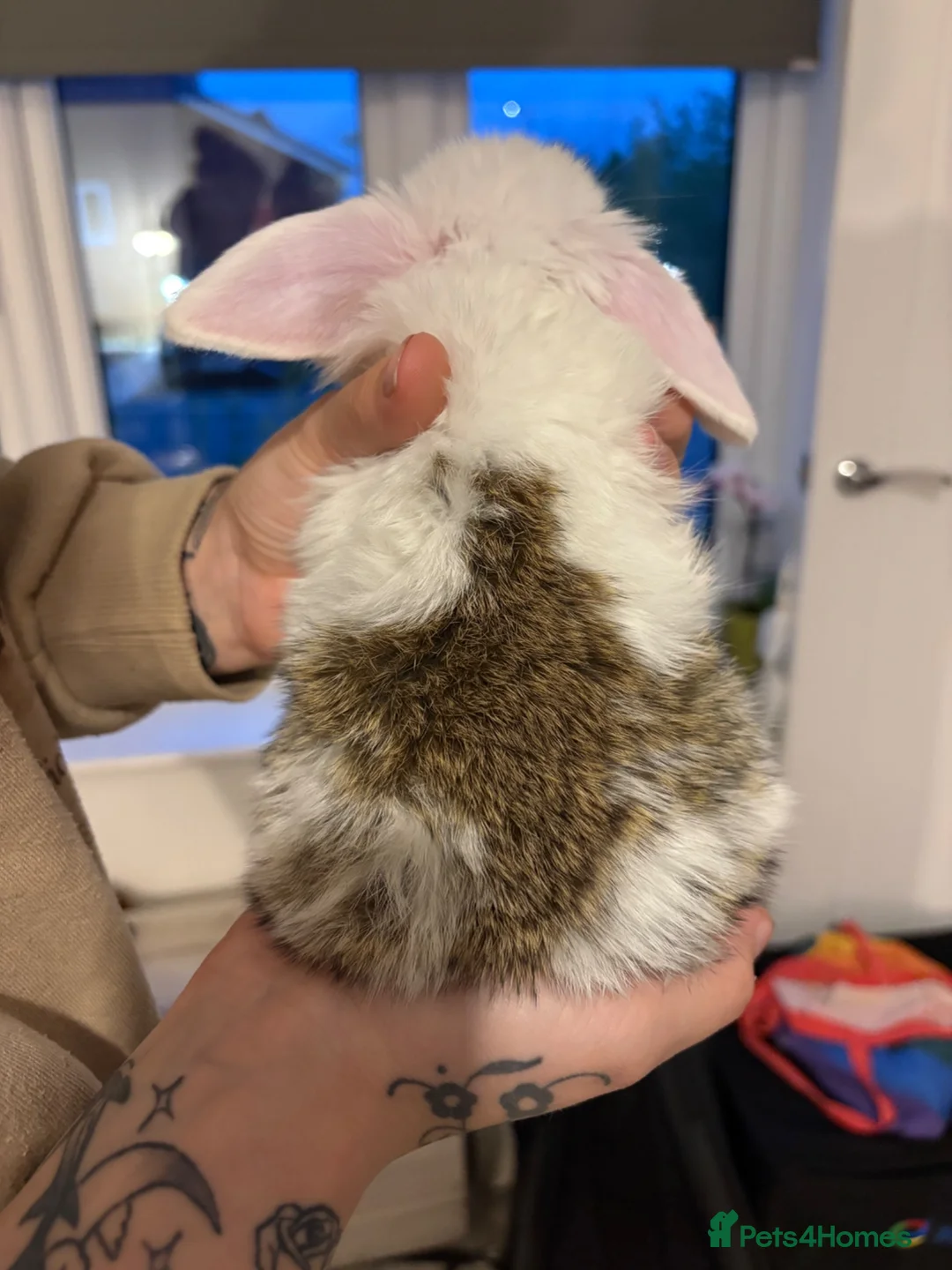 Mini Lop rabbits for sale: Baby purebred mini lops - Advert 2