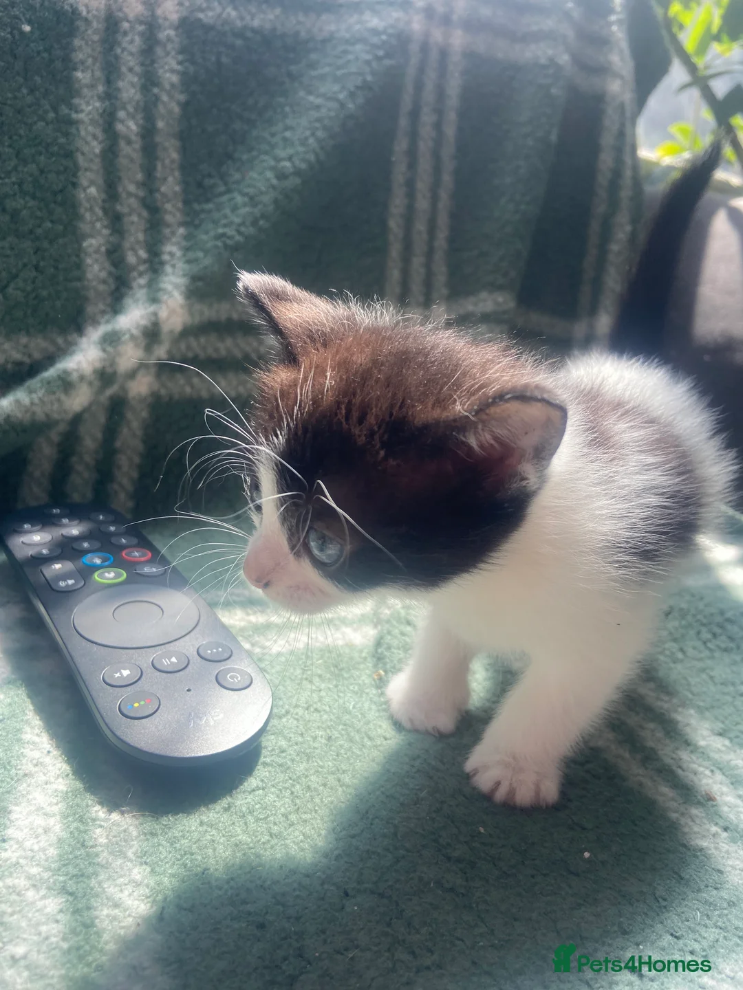 British Shorthair cats for sale: Kittens for sale in Liverpool - Advert 2