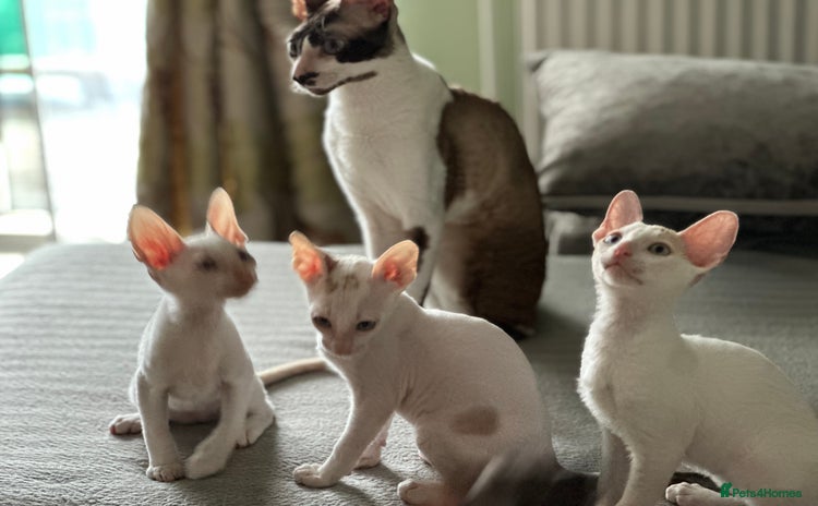 Cornish Rex cats - Advert 1