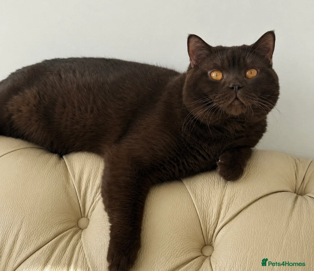 British Shorthair cats for stud: GCCF  Registered Chocolate & Lilac Active Studs  - Advert 1