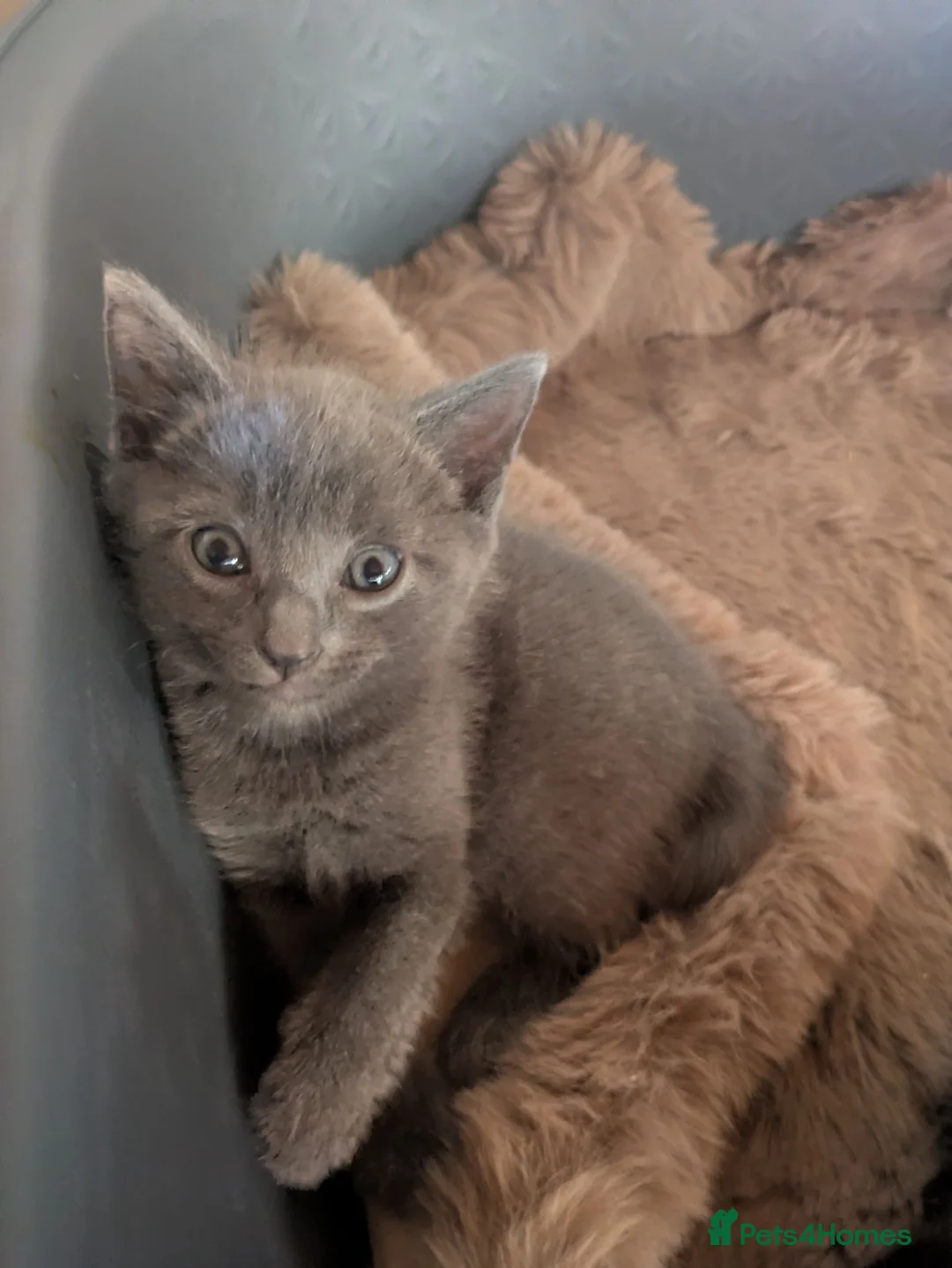 Mixed Breed cats for sale: Ragdoll mix | 2 boys  in Sheffield - Advert 2