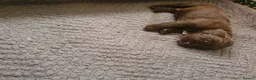 Cocker Spaniel dogs for sale: KC registered working Cocker Spaniels  in Hereford - Advert 4