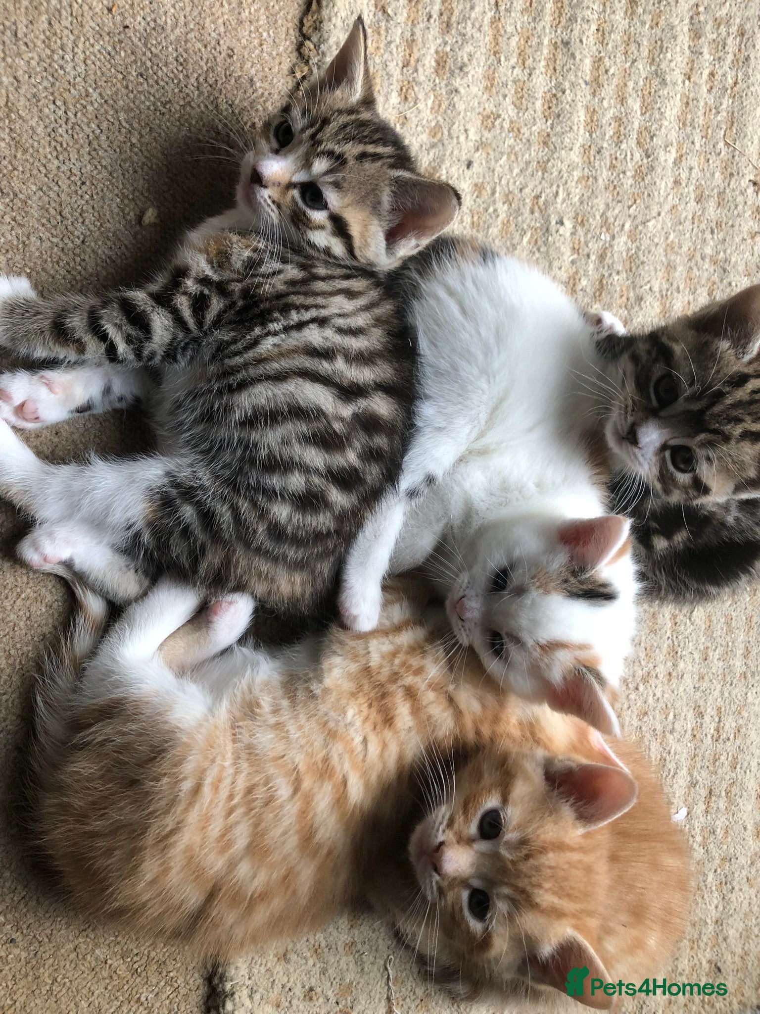 Mixed Breed cats 5 beautiful kittens looking for new homes - Advert 3