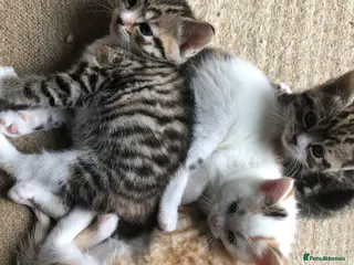 Mixed Breed cats 5 beautiful kittens looking for new homes - Advert 3