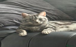 Mixed Breed cats for sale: 2 cats for rehome  - Image 2