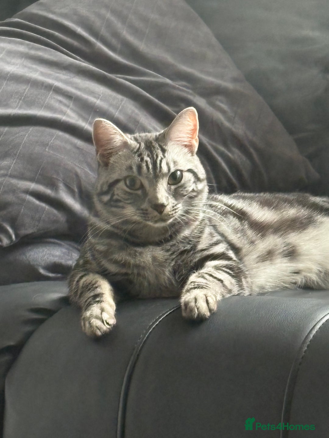 Mixed Breed cats for sale: 2 cats for rehome  - Image 2