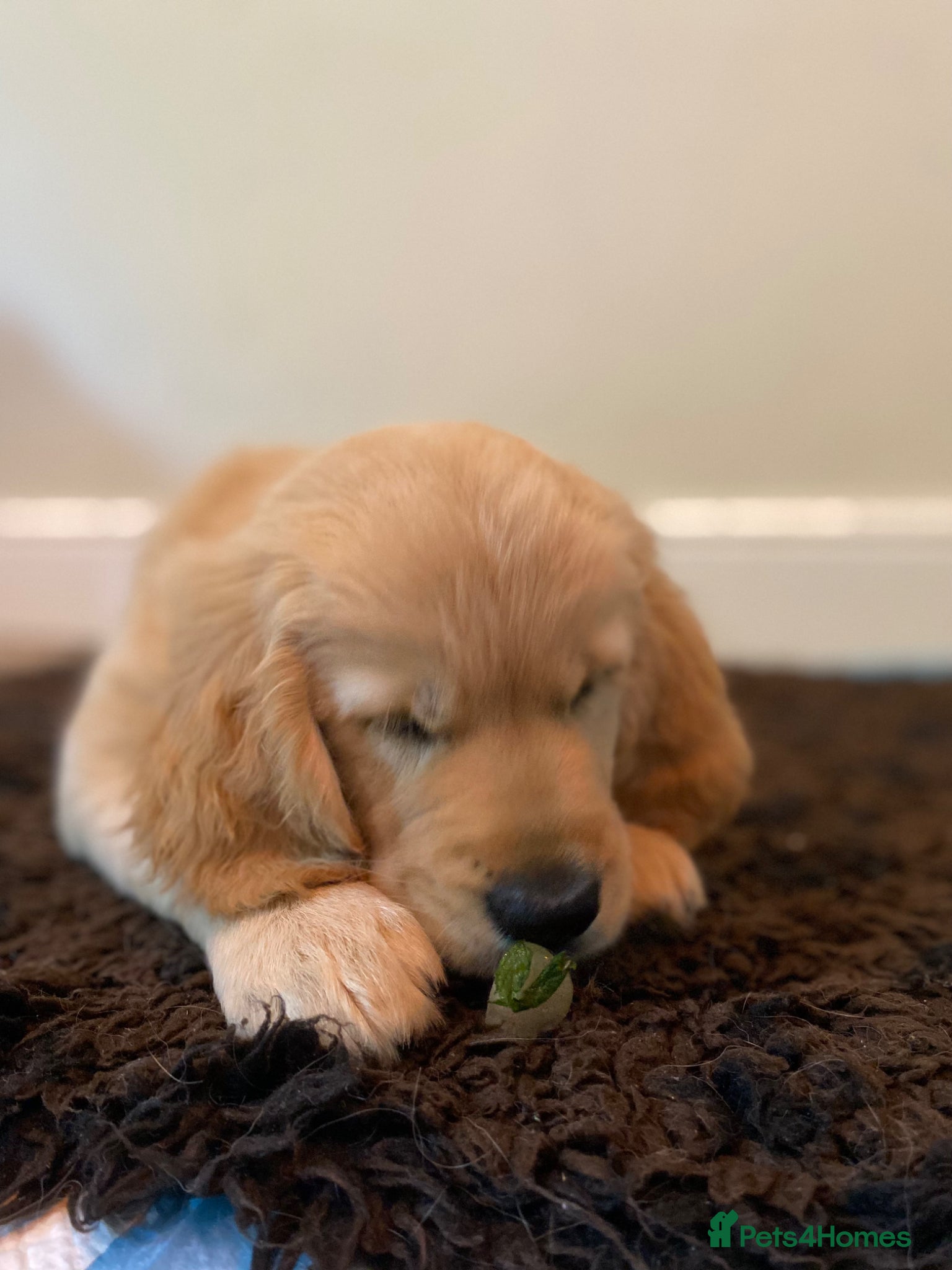 Golden Retriever dogs 🐾 Truly special Puppy Girl 💌  - Advert 2