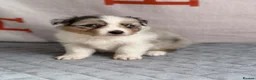 Australian Shepherd dogs for sale: Kc Australia shepherd puppies health test parents - Advert 17