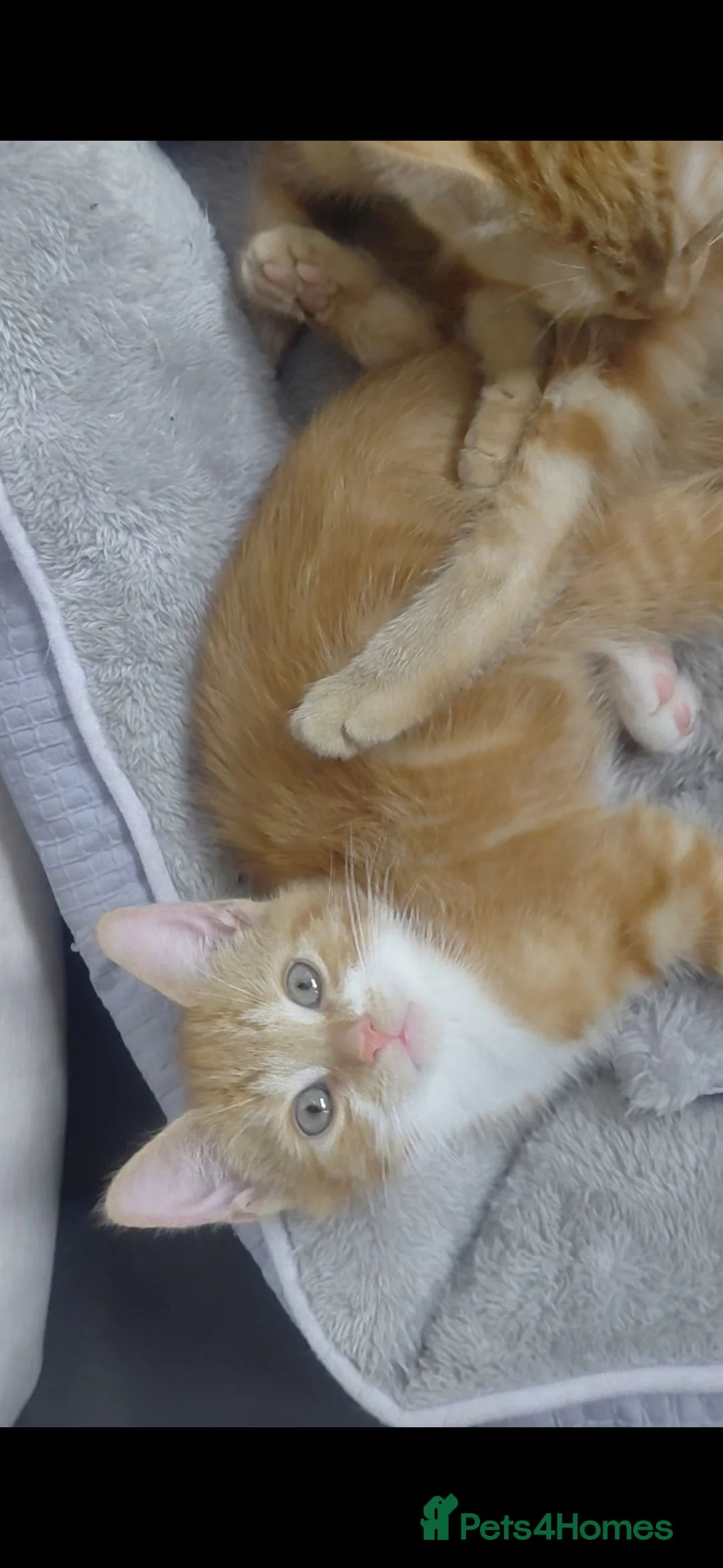 Mixed Breed cats for sale: Adorable Kittens Looking for Loving Homes 🐱❤️ in Walsall - Advert 6