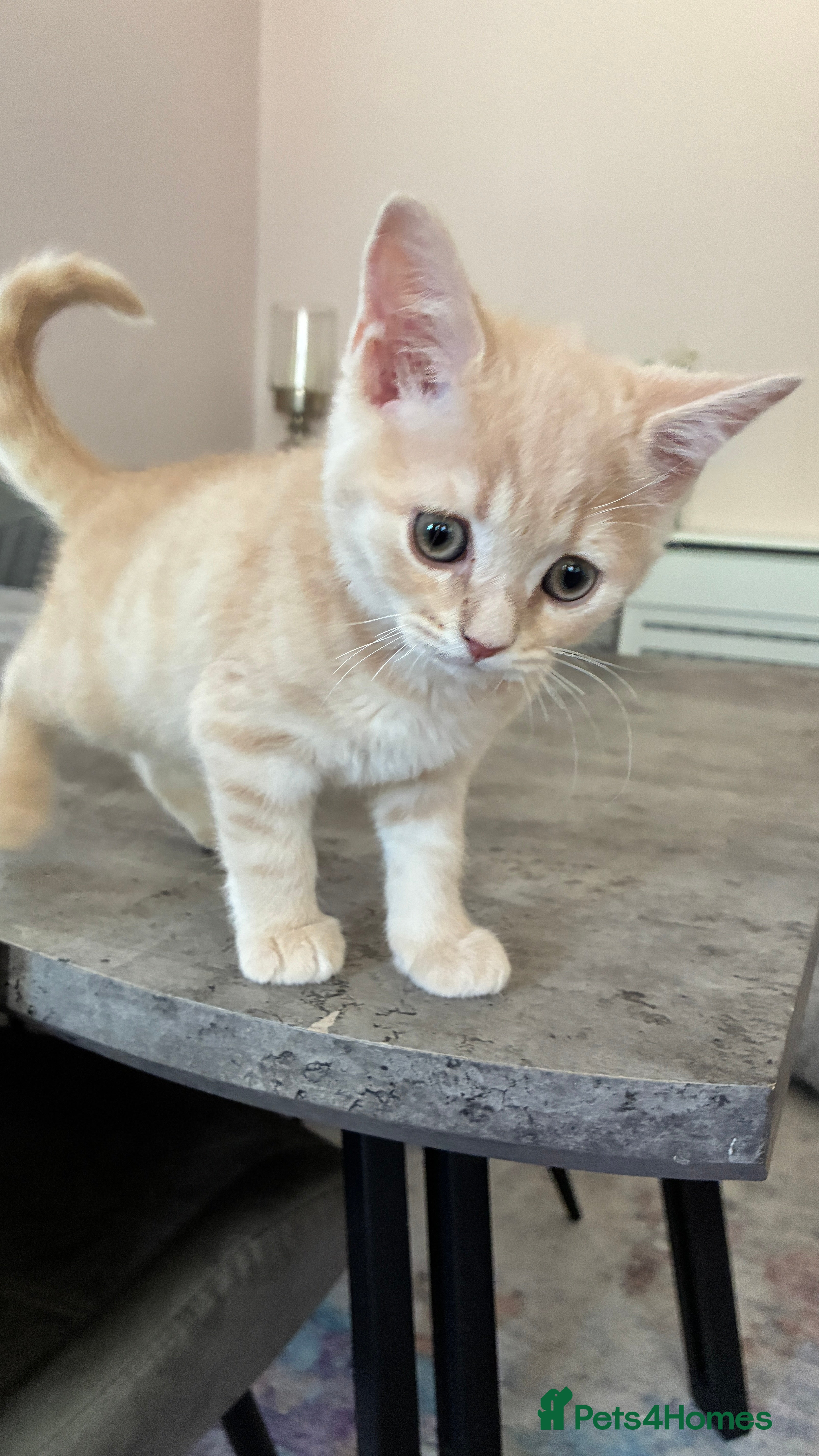 Scottish Fold cats  Beautiful Scottish Straight Kittens  🐾 - Advert 2