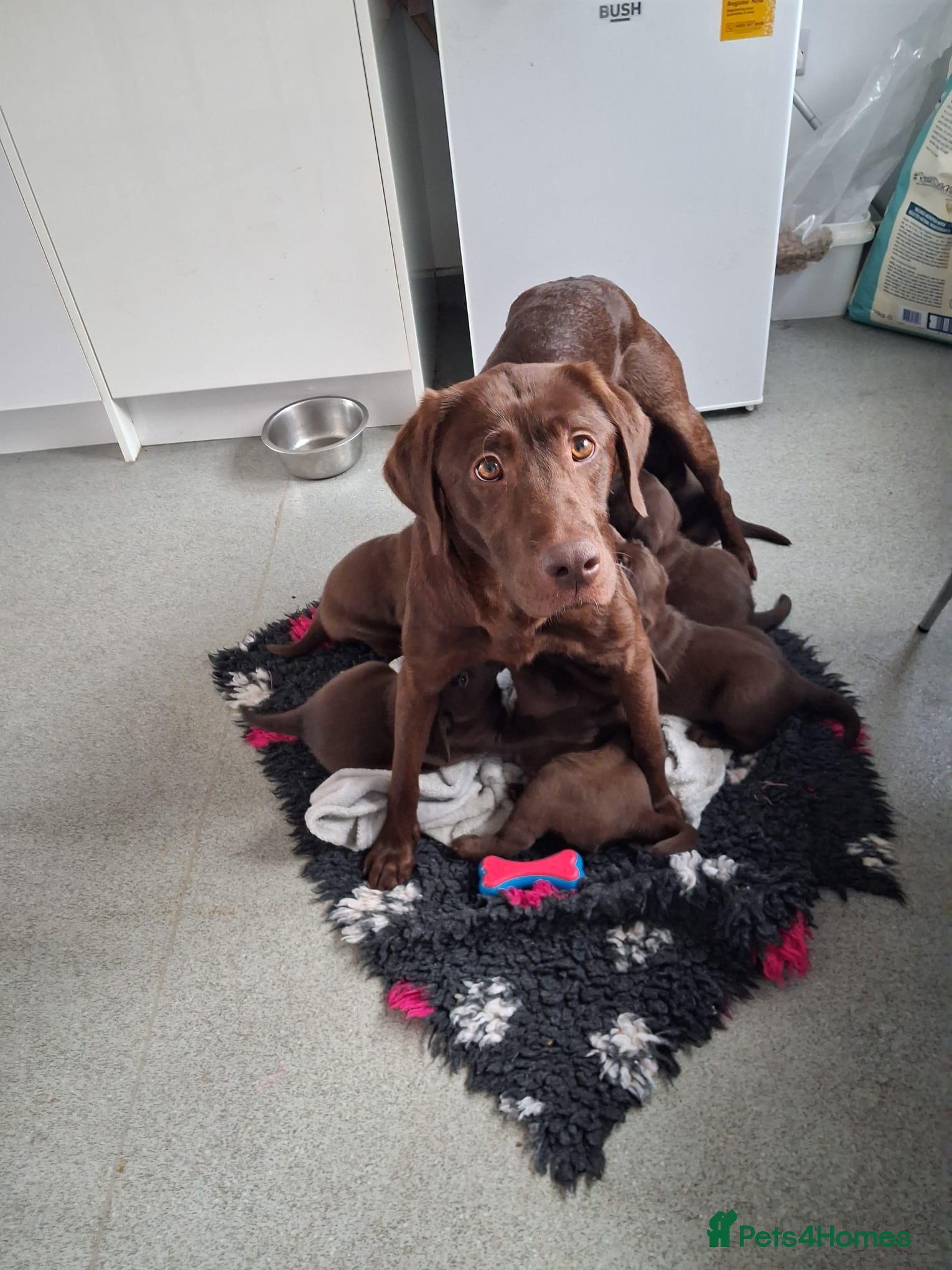 Labrador Retriever dogs KC Registered Chocolate Lab Pups - Advert 1