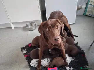 Labrador Retriever dogs KC Registered Chocolate Lab Pups - Advert 1