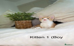 Mixed Breed cats for sale: 5 beautiful kittens 8 weeks old ready now  - Image 19