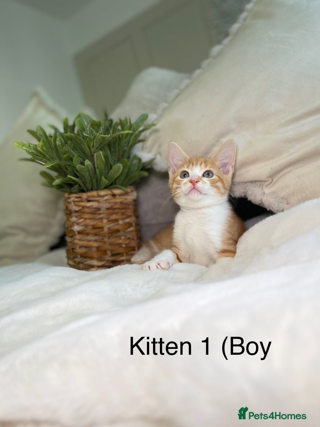Mixed Breed cats for sale: 5 beautiful kittens 8 weeks old ready now  - Image 19