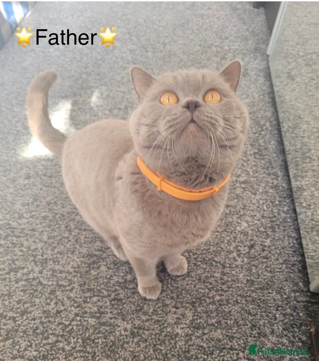 British Shorthair cats for sale: Stunning Lilac British Shorthair Kittens GCCF  in Preston - Advert 2