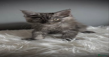 Maine Coon cats - Advert 3