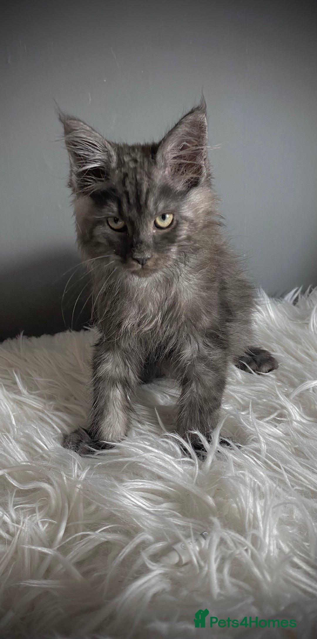 Maine Coon cats for sale: TICA Registered Black Smoke Male / Silver Male  - Image 3