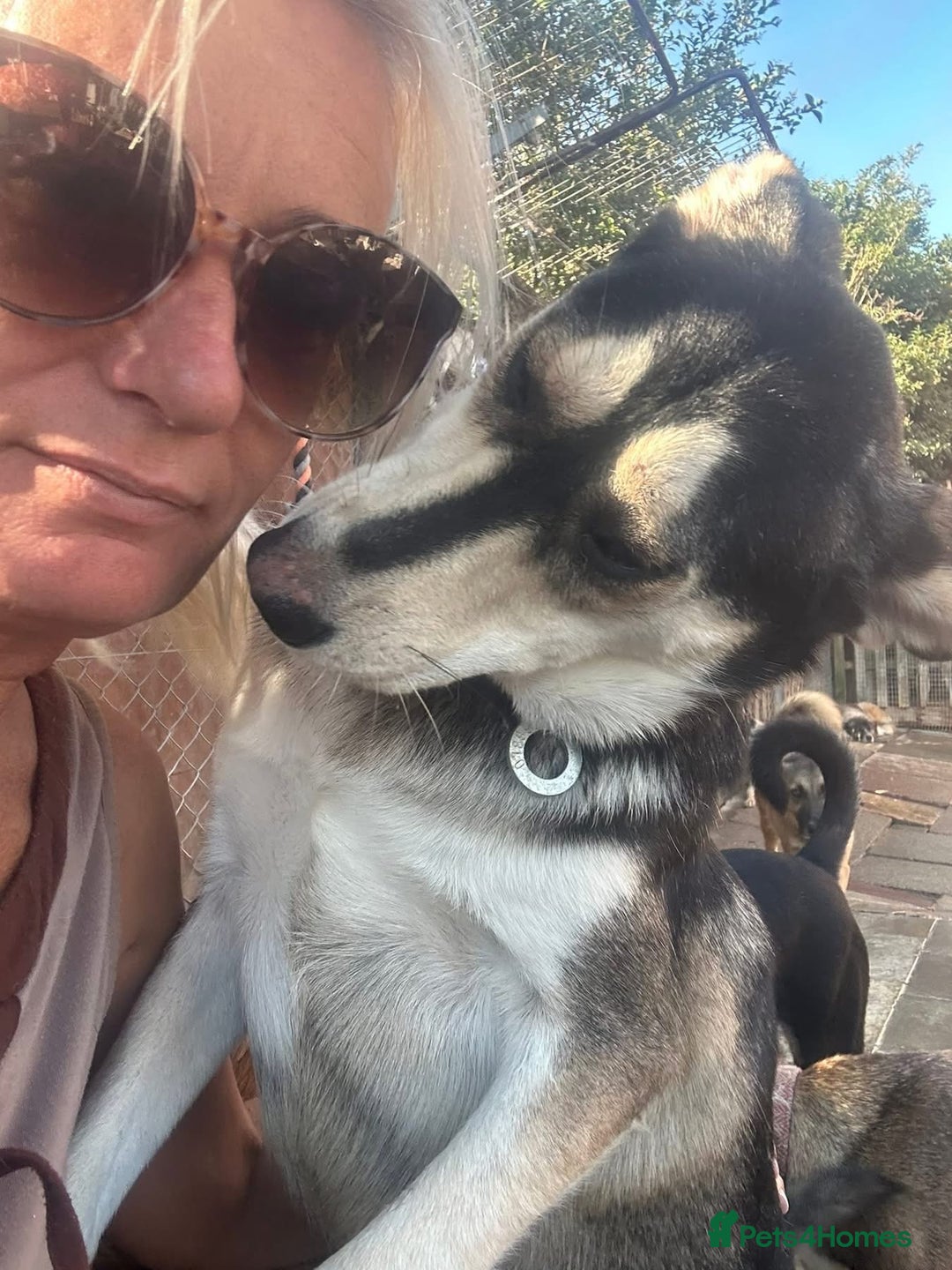 Mixed Breed dogs for adoption: Travis - Norwich Norfolk  - Image 7