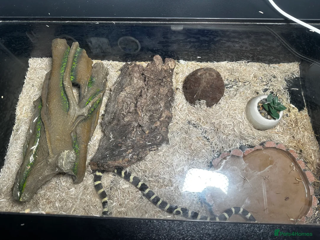 Snake reptiles for sale: California Kingsnake  + Full Setup – £220 in Middlesbrough - Advert 4