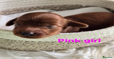 Cavapoo dogs - Advert 13