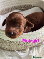 Cavapoo dogs - Advert 13