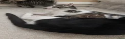 Mixed Breed cats for sale: Kittens Looking for Loving Homes  - Advert 11