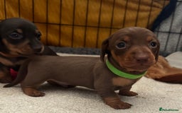 Miniature Dachshund dogs for sale: Miniature Dachshunds  - Image 12