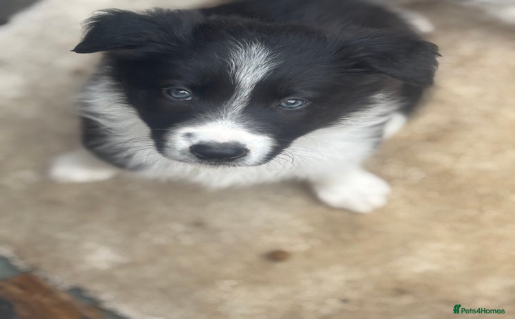 Border Collie dogs - Advert 2