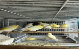 Canaries birds for sale: Canaries for sale  - Image 6