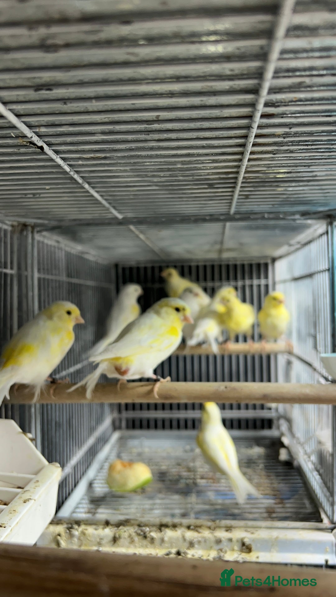 Canaries birds for sale: Canaries for sale  - Image 6