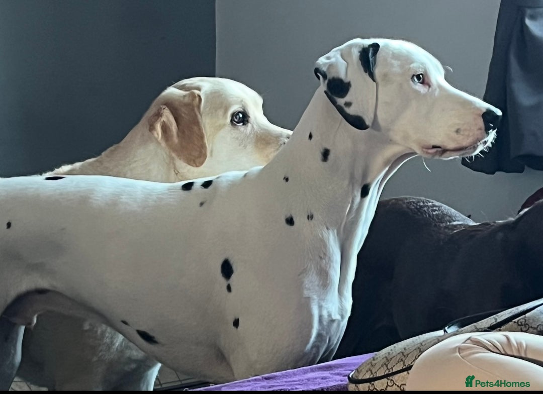 Dalmatian dogs for sale: Deaf blue eyed KC Dalmatian boy 21months - Advert 6