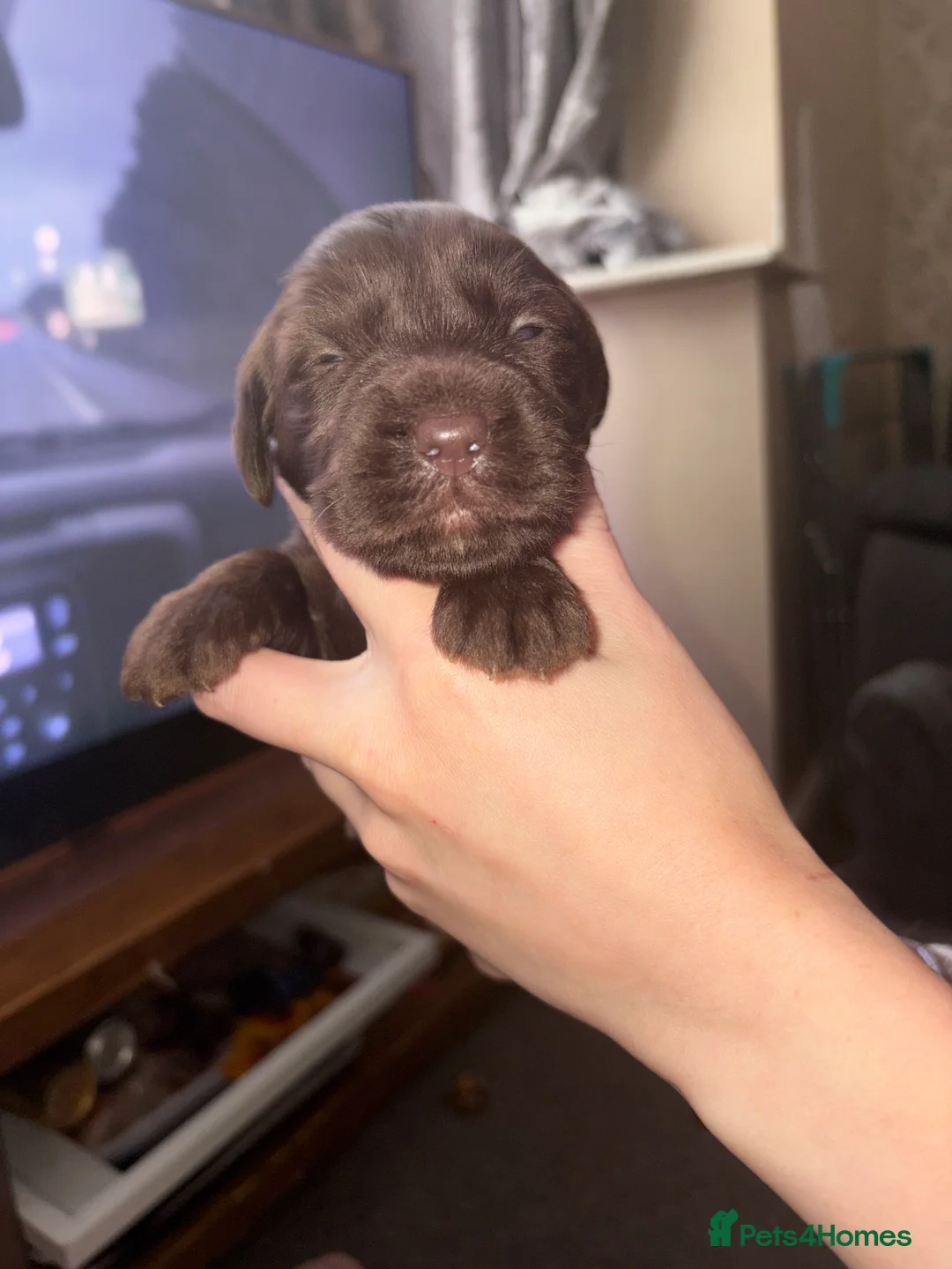 Mixed Breed dogs for sale: Catahoula x  - Advert 2